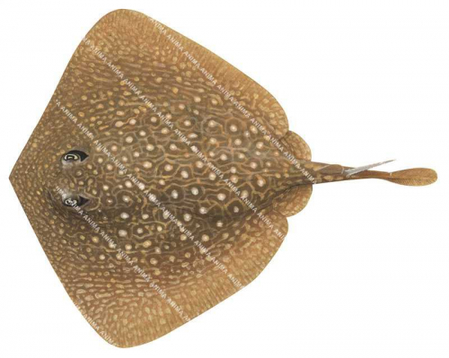 Patchwork Stingaree,Urolophus flavomosaicus,High quality illustration by Roger Swainston