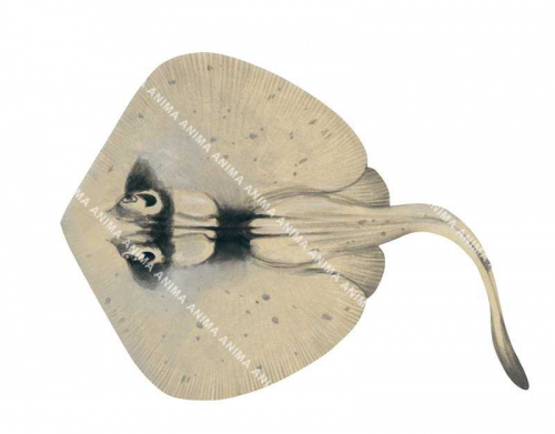 Masked Stingaree,Trygonoptera personata,High quality illustration by Roger Swainston