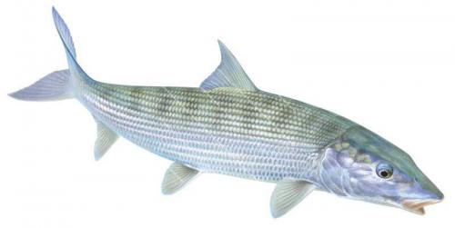 Swimming Bonefish,Albula sp,High quality illustration by Roger Swainston