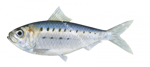 Largespotted Herring,Herklotsichthys koningsbergeri,High quality illustration by Roger Swainston