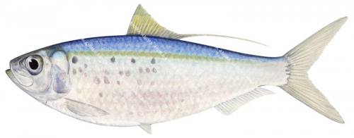 Herring,Pacific Threadfin,Opisthonema libertate,High quality illustration by Roger Swainston