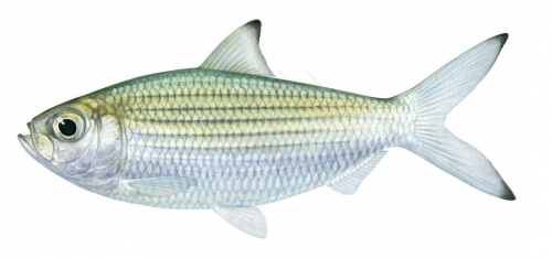 Southern Herring,Herklotsichthys castelnaui, Scientific fish illustration by Roger Swainston