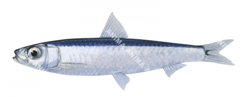 Blue Sprat,Spratelloides robustus,High quality illustration by Roger Swainston