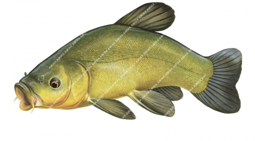 Swimming Tench/Tanche,Tinca tinca.Scientific fish illustration by Roger Swainston