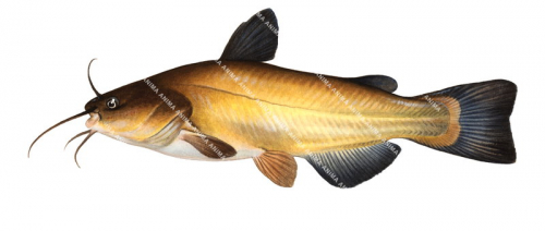 American Catfish,Ictalurus melas.Scientific fish illustration by Roger Swainston