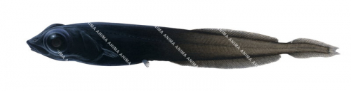 Eel Slickhead,Leptoderma sp.,High quality illustration by Roger Swainston