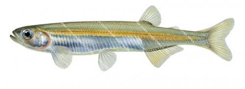 Australian Smelt,Retropinna semoni,High quality illustration by Roger Swainston