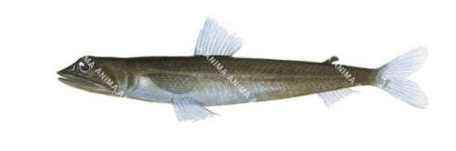 Black Lizardfish,Synodus kaianus,High quality illustration by Roger Swainston