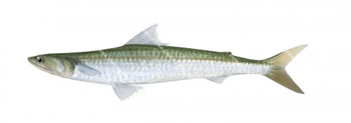 Common Saury,Saurida tumbil,High quality illustration by Roger Swainston