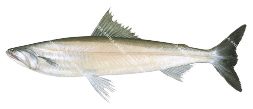 Glassy Bombay Duck,Harpodon translucens,High quality illustration by Roger Swainston