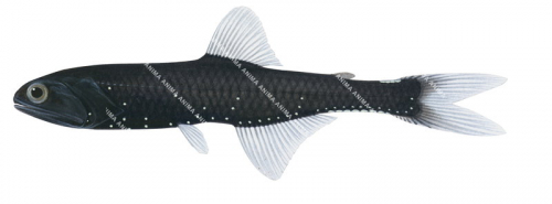 Cripplefin Lanternfish,Nannobrachium achirus,High quality illustration by Roger Swainston