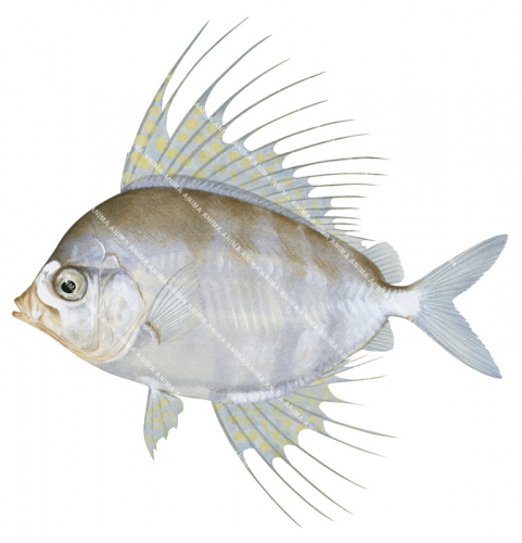 Highfin Veilfin,Velifer hypselopterus,High quality illustration by Roger Swainston