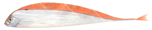 Southern Ribbonfish,Trachipterus jacksonensis.Scientific fish illustration by Roger Swainston