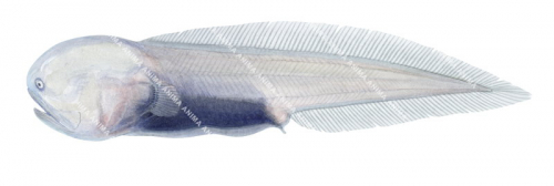 Gelatinous Blindfish,Aphyonus gelatinosus,High quality illustration by Roger Swainston