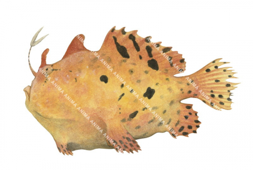 Shaggy Anglerfish,Antennarius hispidus,High quality illustration by Roger Swainston