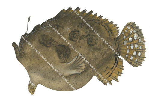 Spot-tail Anglerfish,Lophiocharon trisignatus,High quality illustration by Roger Swainston