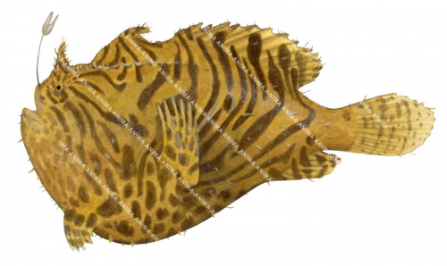 Striate Anglerfish,Antennarius striatus,High quality illustration by Roger Swainston