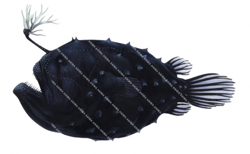 Prickly Footballfish,Himantolophus appelii,High quality illustration by Roger Swainston