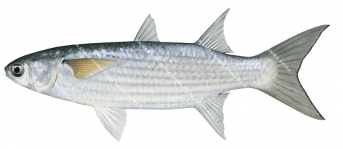 Blue-tail Mullet,Valamugil buchanari,High quality illustration by Roger Swainston