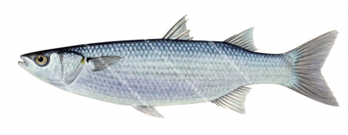 Sand Mullet,Myxus elongatus,High quality illustration by Roger Swainston