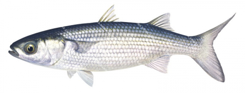 Thin-lipped Mullet, Mullet-porc,Liza ramada,Scientific fish illustration by Roger Swainston