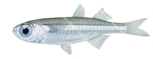 Endracht Hardyhead,Atherinomorus endrachtensis,High quality illustration by Roger Swainston