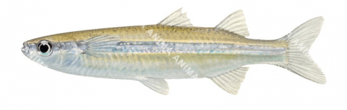 Flyspecked Hardyhead,Craterocephalus sternomuscarum,.Scientific fish illustration by Roger Swainston