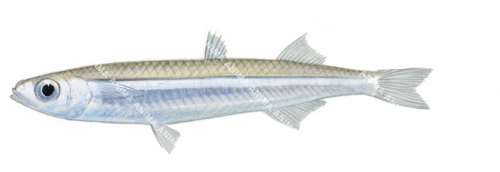 Samoan Hardyhead,Hypoatherina temminckii,High quality illustration by Roger Swainston