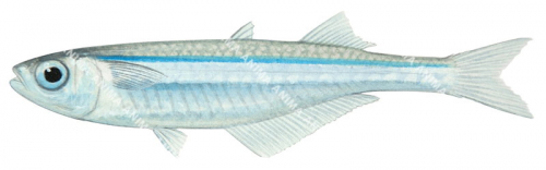 Smooth Hardyhead,Eurystole eriarcha,High quality illustration by Roger Swainston