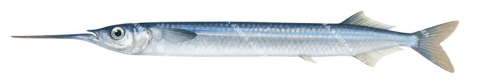 Side view of the Southern Garfish,Hyporhamphus melanochir,High quality illustration by Roger Swainston