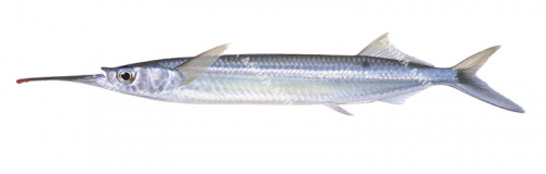 Three-by-two Garfish,Hemiramphus robustus,High quality illustration by Roger Swainston