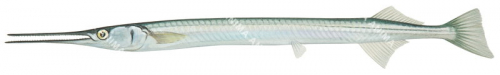 Yellowfin Longtom,Strongylurus scapularis,High quality illustration by Roger Swainston