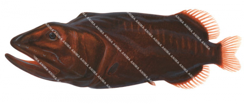 Common Redmouth Whalefish,Rondeletia loricata,High quality illustration by Roger Swainston