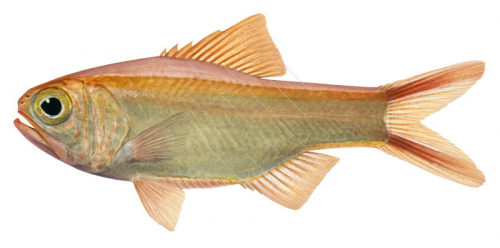 Violet Roughy,Optivus agastos.Scientific fish illustration by Roger Swainston