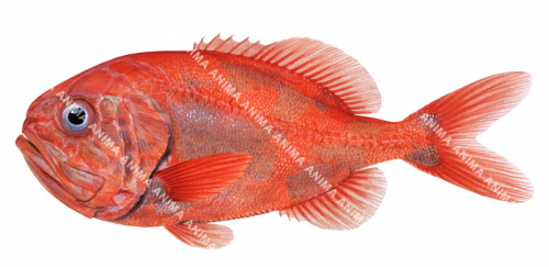 Orange Roughy,Hoplostethus atlanticus,High quality illustration by Roger Swainston