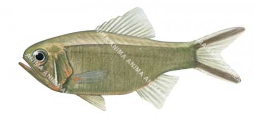 Slender Roughy,Optivus elongatus,High quality illustration by Roger Swainston