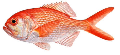 Smalleye Redfish,Centroberyx sp.,High quality illustration by Roger Swainston