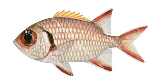 Bigscale Soldierfish,Myripristis berndti,High quality illustration by Roger Swainston