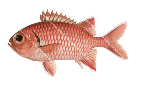 Crimson Soldierfish,Myripristis murdjan,High quality illustration by Roger Swainston