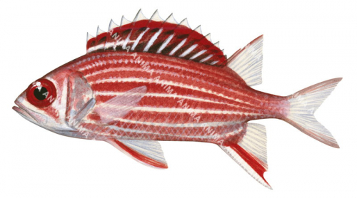 Crown Squirrelfish,Sargocentron diadema,High quality illustration by Roger Swainston