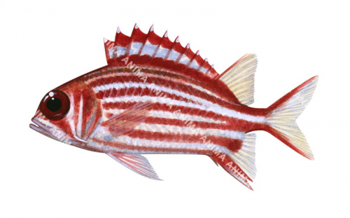 Red Squirrelfish,Sargocentron rubrum,High quality illustration by Roger Swainston