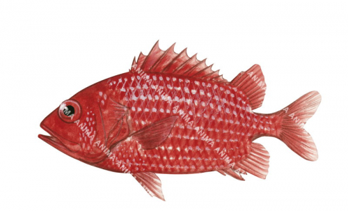 Rough Squirrelfish,Pristilepis oligolepis,High quality illustration by Roger Swainston