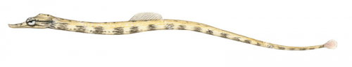 Messmate Pipefish,Corythoichthys intestinalis,High quality illustration by Roger Swainston