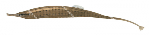 Pacific Shortbody Pipefish,Choeroichthys brachysoma,High quality illustration by Roger Swainston