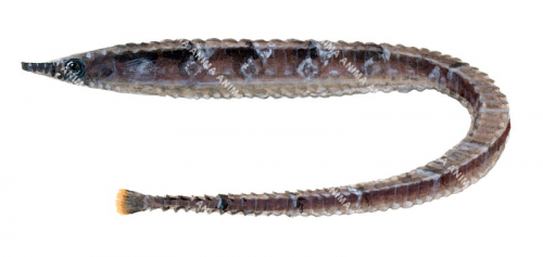 Swimming Port Phillip Pipefish,Vanacampus phillipi,High quality illustration by Roger Swainston