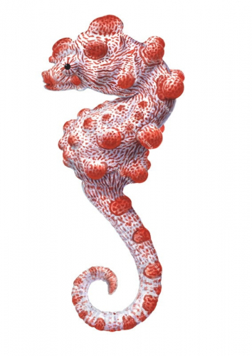 Pygmy Seahorse,Hippocampus,bargibanti,High quality illustration by Roger Swainston