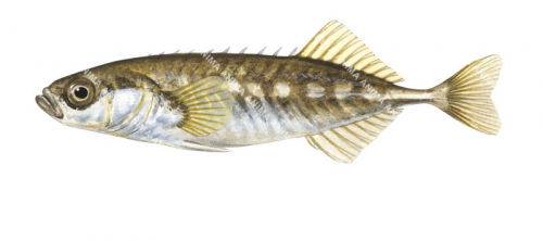 Epinochette,Pungitius pungitius.Scientific fish illustration by Roger Swainston
