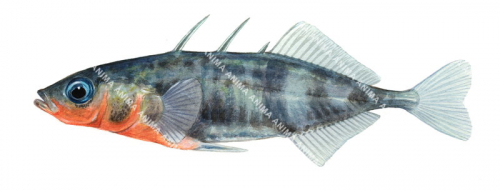 Side view of the Epinoche,Gasterosteus aculeatus.Scientific fish illustration by Roger Swainston