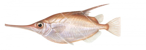 Common Bellowsfish,Macroramphosus scolopax,High quality illustration by Roger Swainston