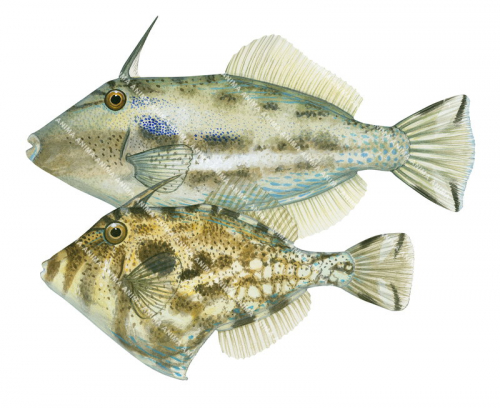 Male and Female Rough Leatherjacket,Scobinichthys granulatus,High quality illustration by Roger Swainston